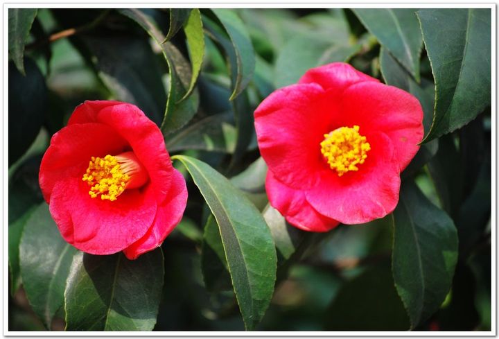 山茶花