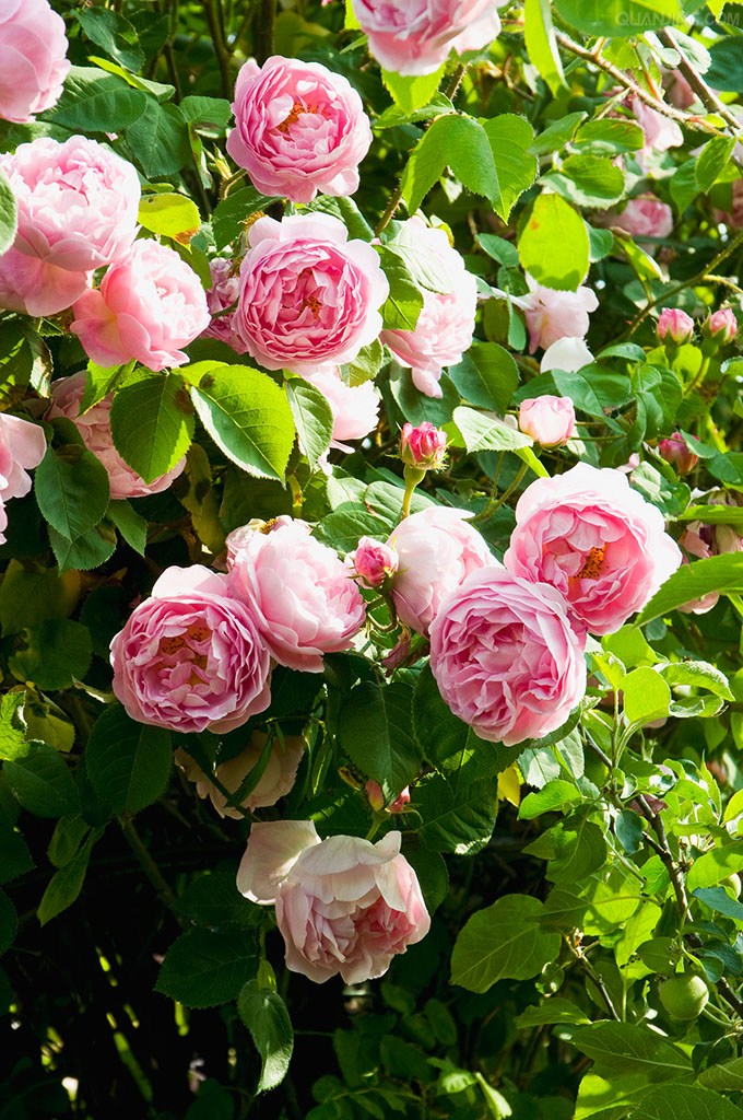 微距# #鲜花# #月季花