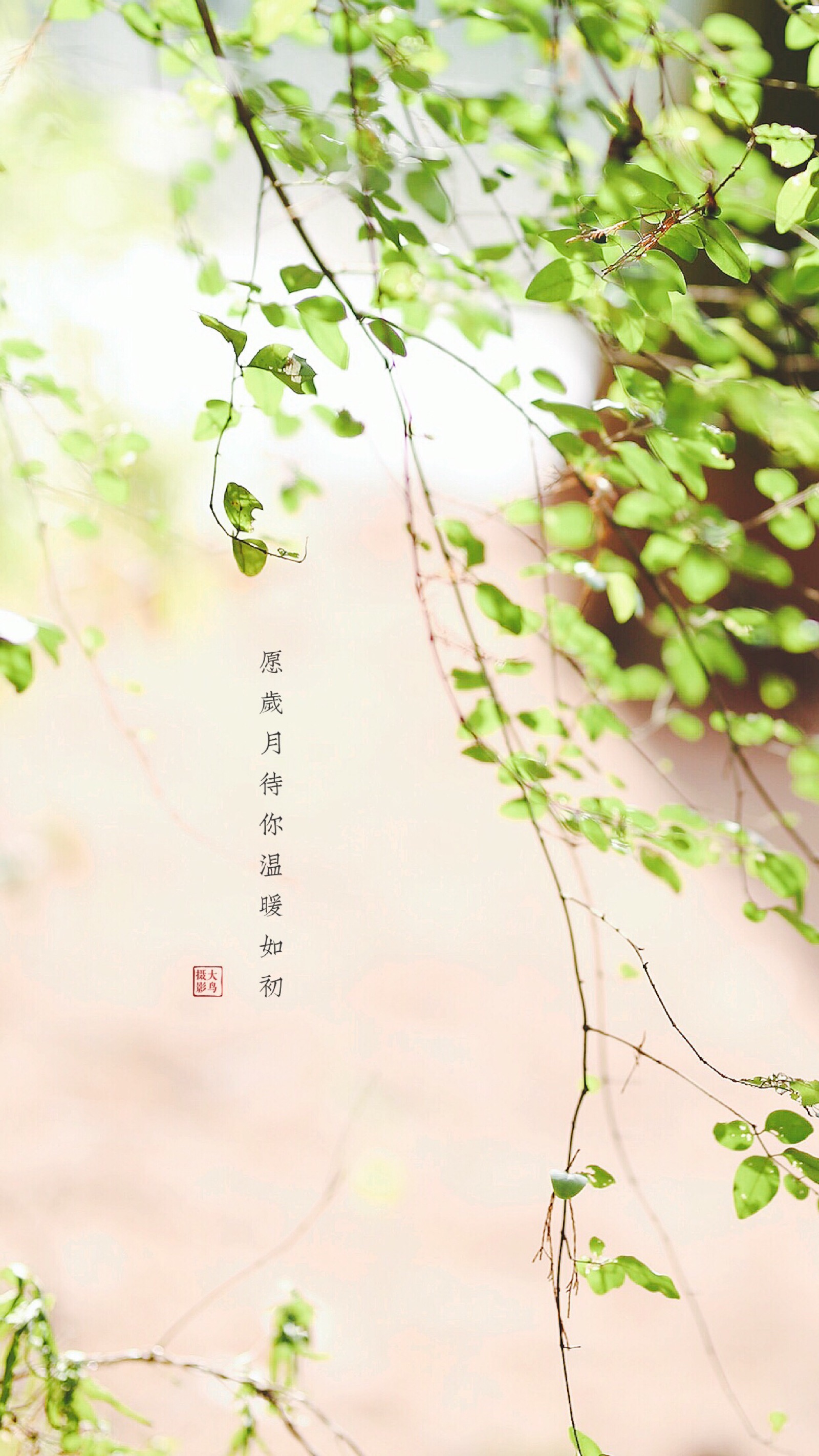 美好的一天从大鸟原创壁纸开始