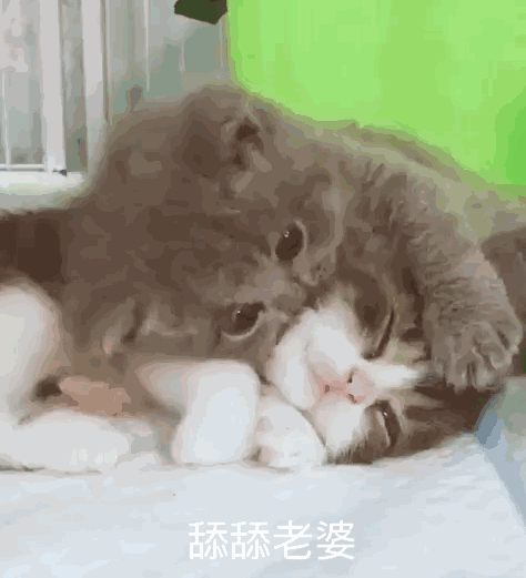 猫表情包可爱
