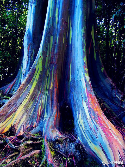 彩虹桉树木头图片