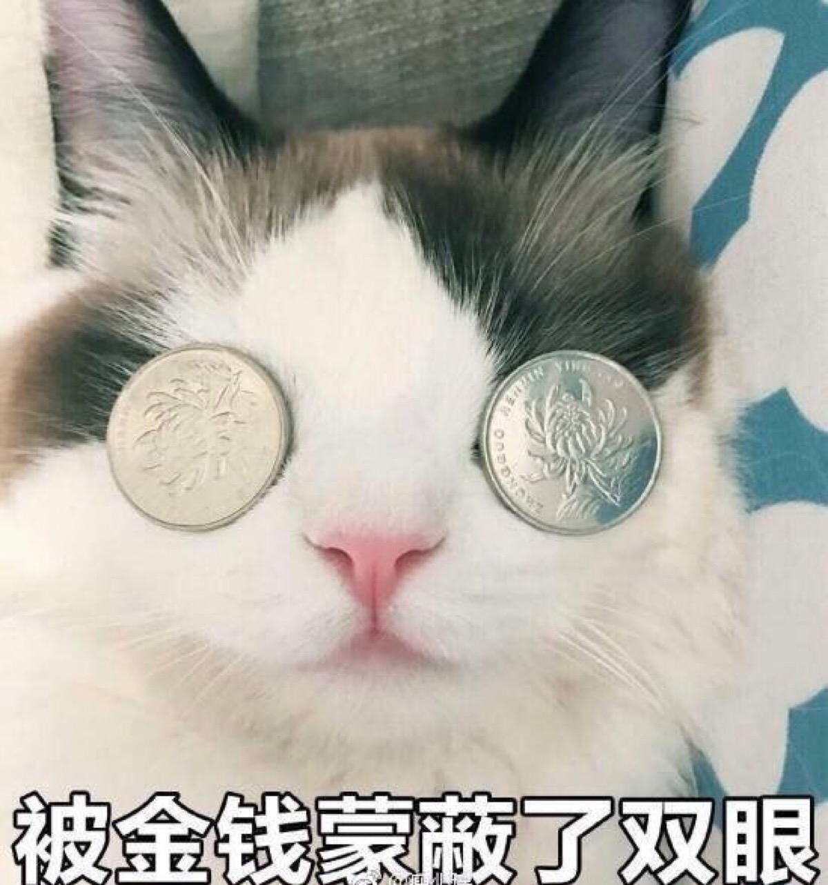 可爱 萌猫 表情包