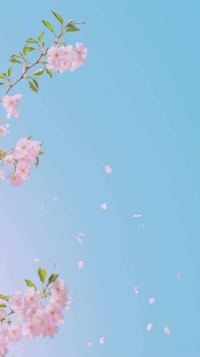 瑶天 樱花壁纸.