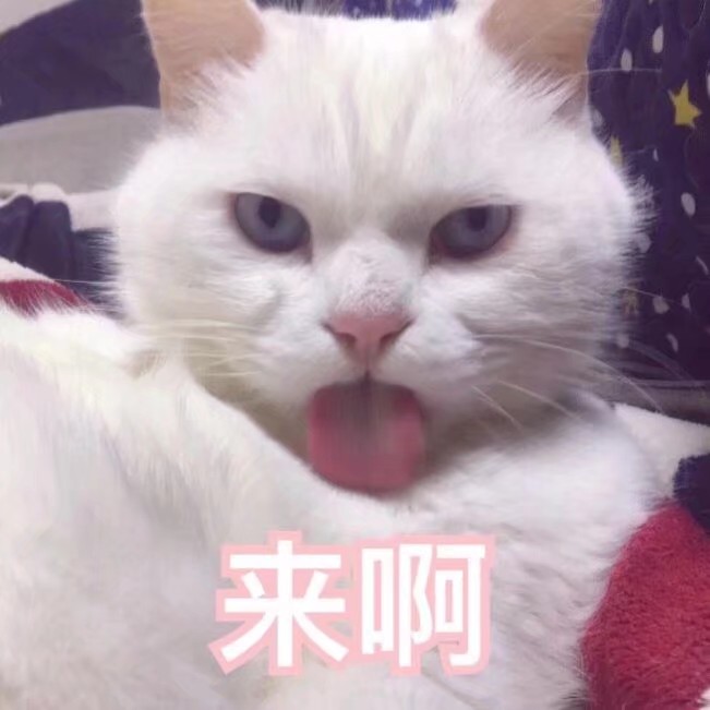 表情包可爱猫咪头像