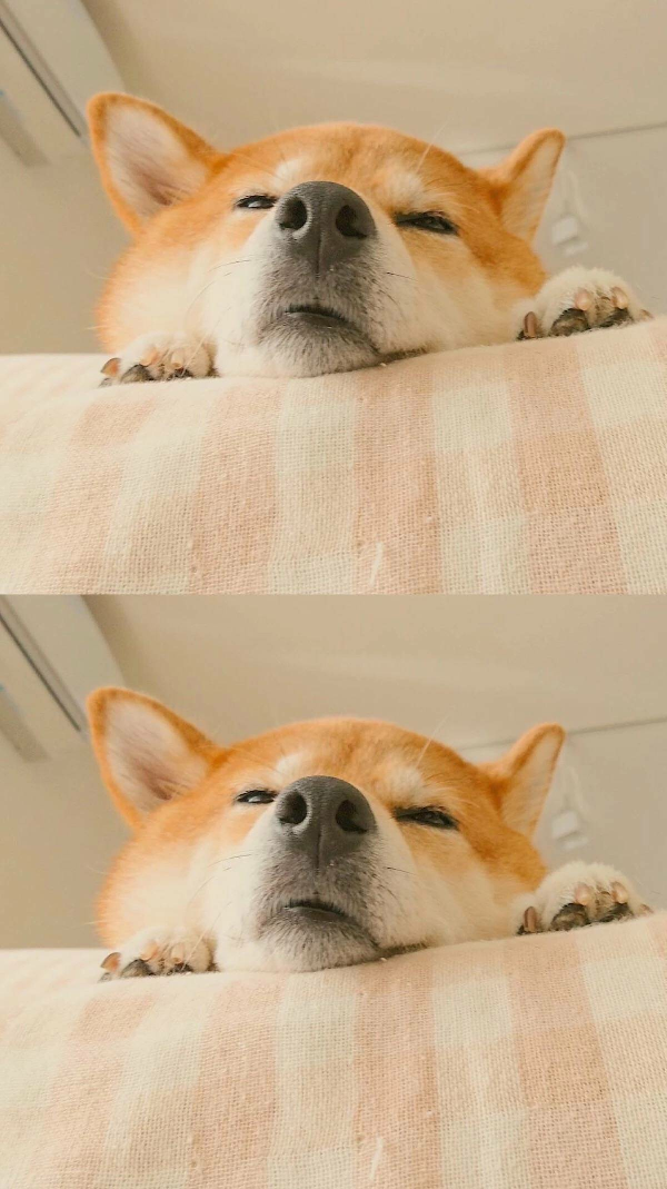 萌宠 可爱壁纸 头像 表情包柴犬 狗狗