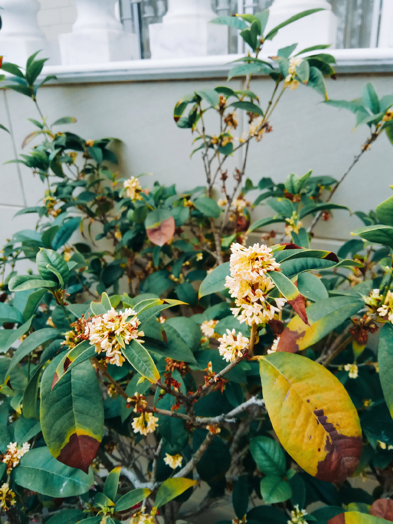 尖叶木樨榄花图片