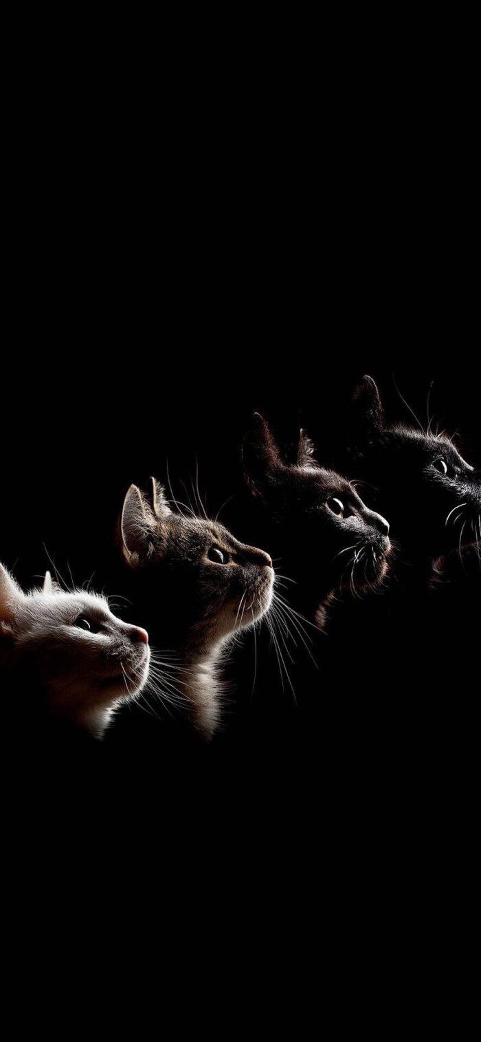 猫咪壁纸,超萌,黑色系
