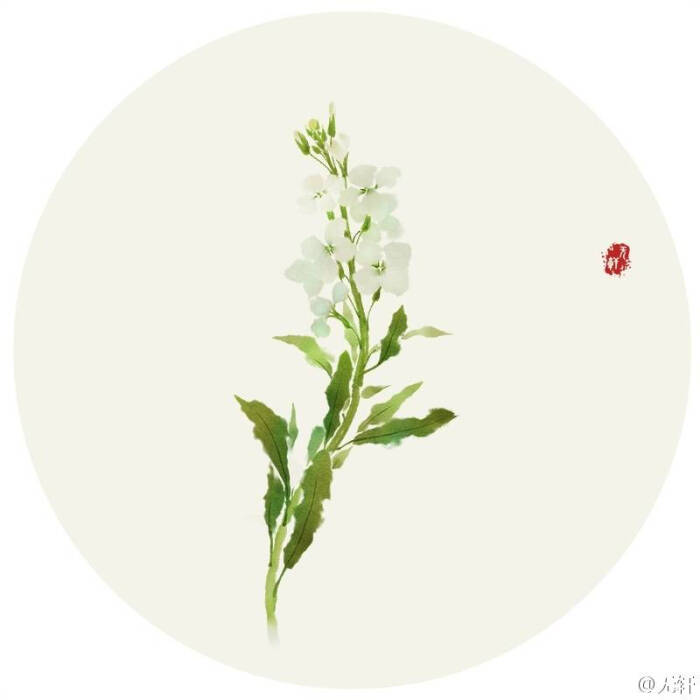 白色紫罗兰 花语:洁白无暇的爱 作者"无轩