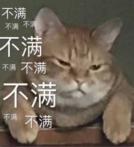 可爱的小猫