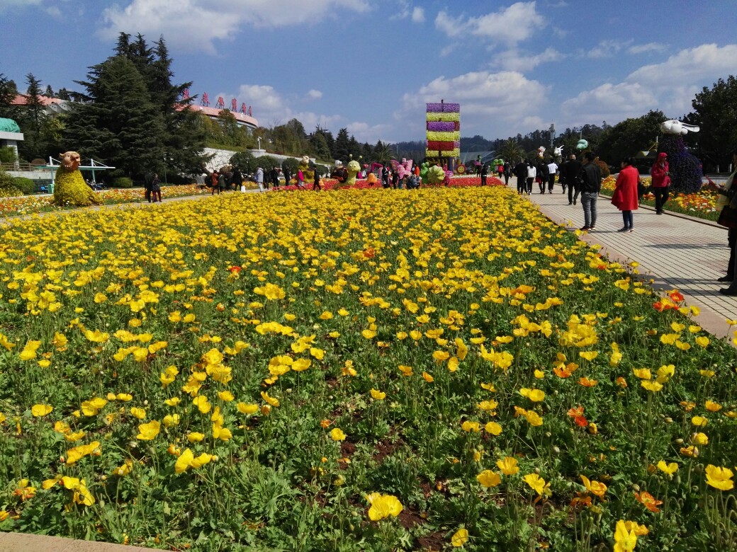 昆明 世博园 花 风景 原创