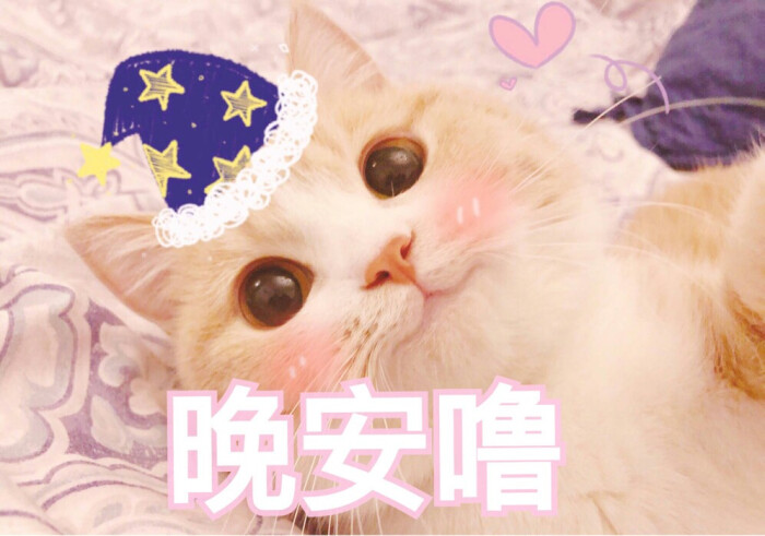 敲可爱的猫猫表情v表情吃的表情包图片