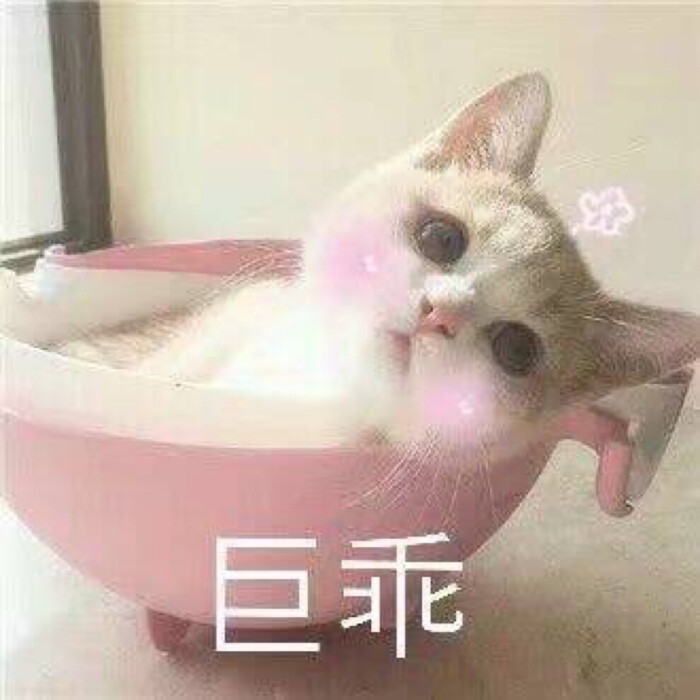 猫猫