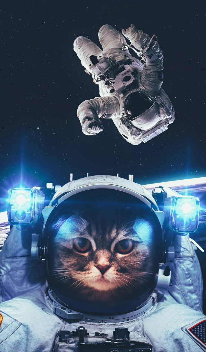猫,太空