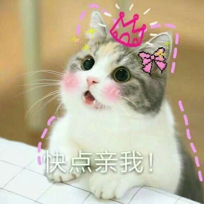 可爱小猫表情包