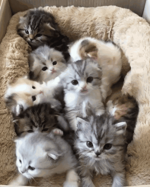 一群小奶猫图片图片