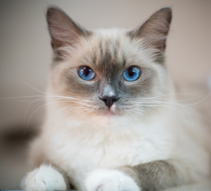 布偶猫 