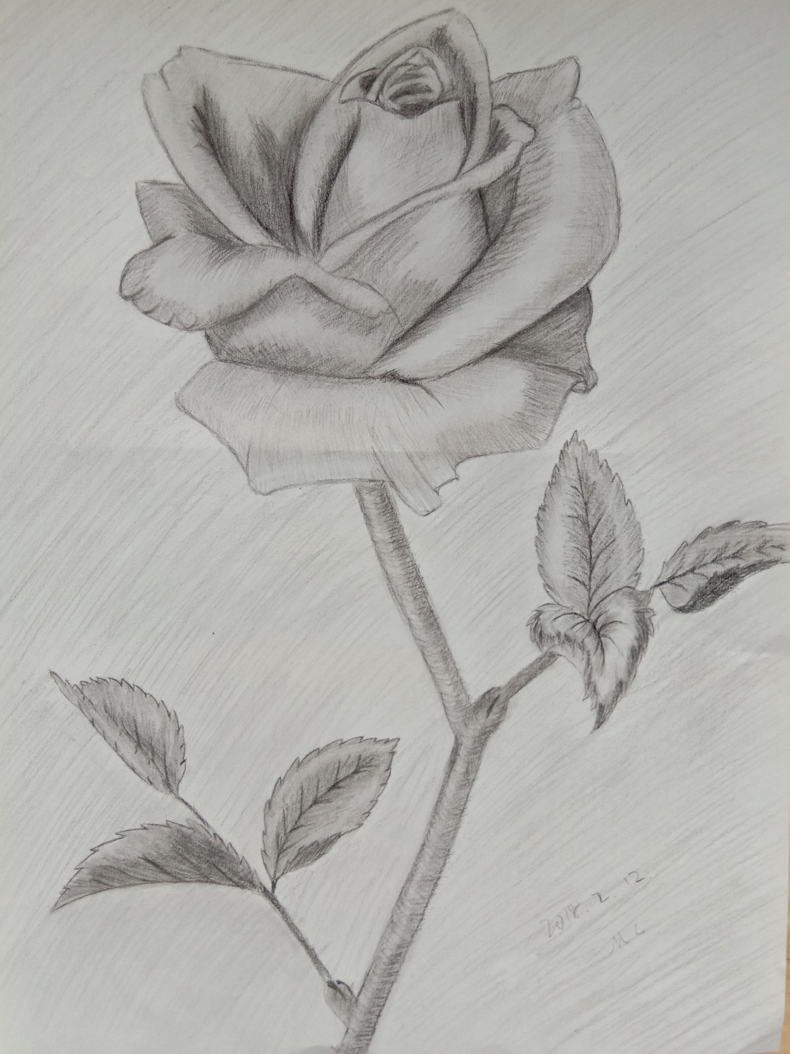 玫瑰花素描图真实图片