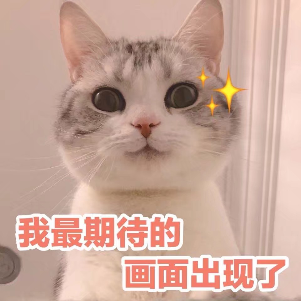 猫咪表情包