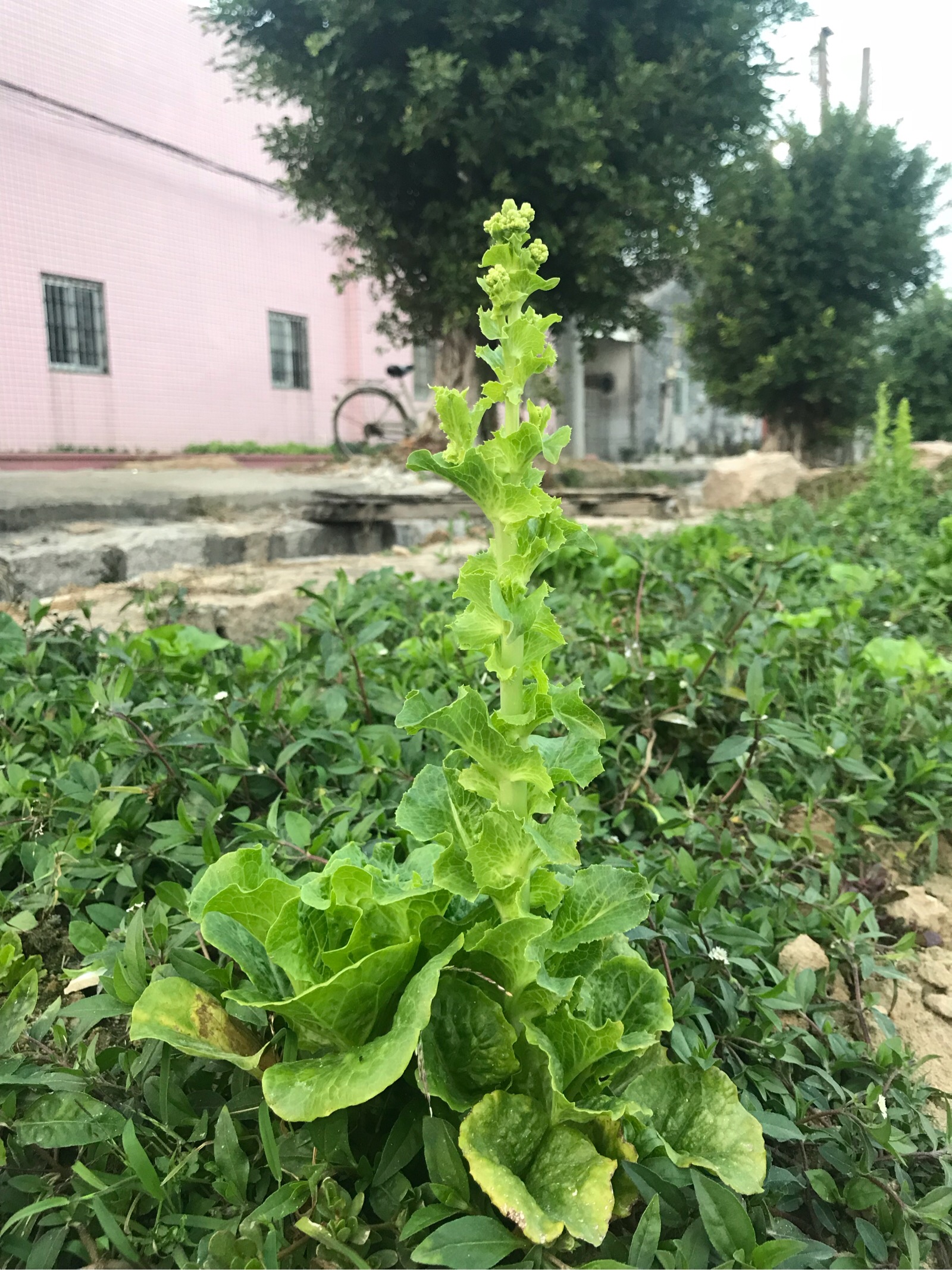 生菜开花结籽图片