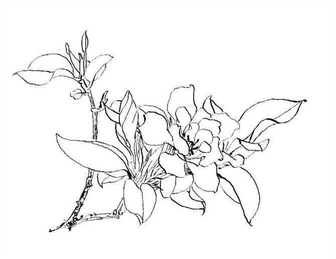 古风花朵免抠,png素材,复古,荷花,梅花,牡丹,锦鲤,鲤鱼,白描,花瓣