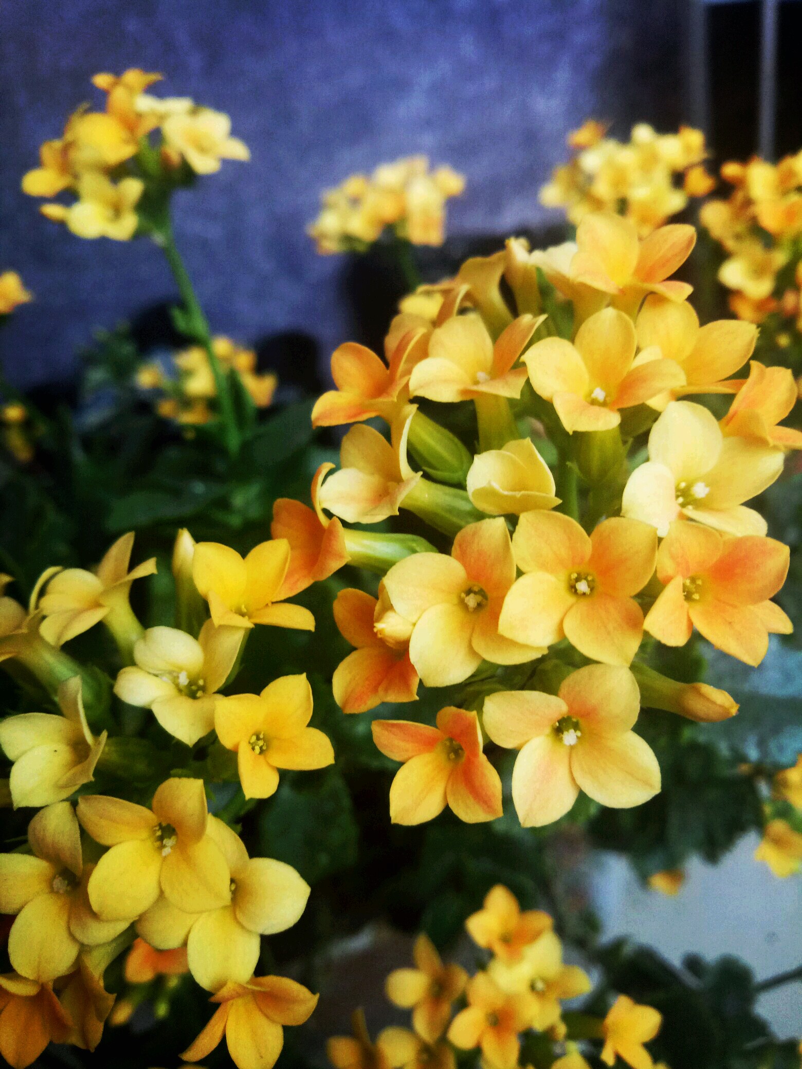 迎春花 