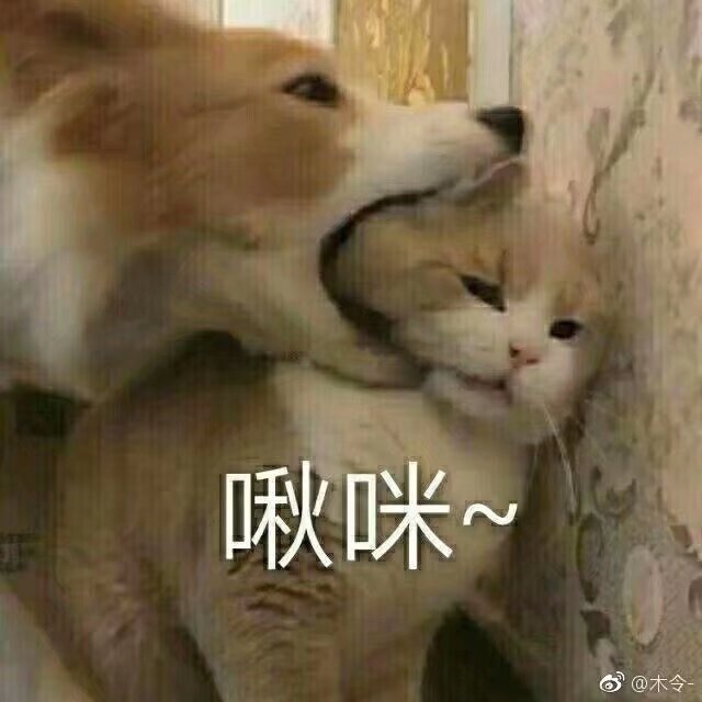 猫咪表情包