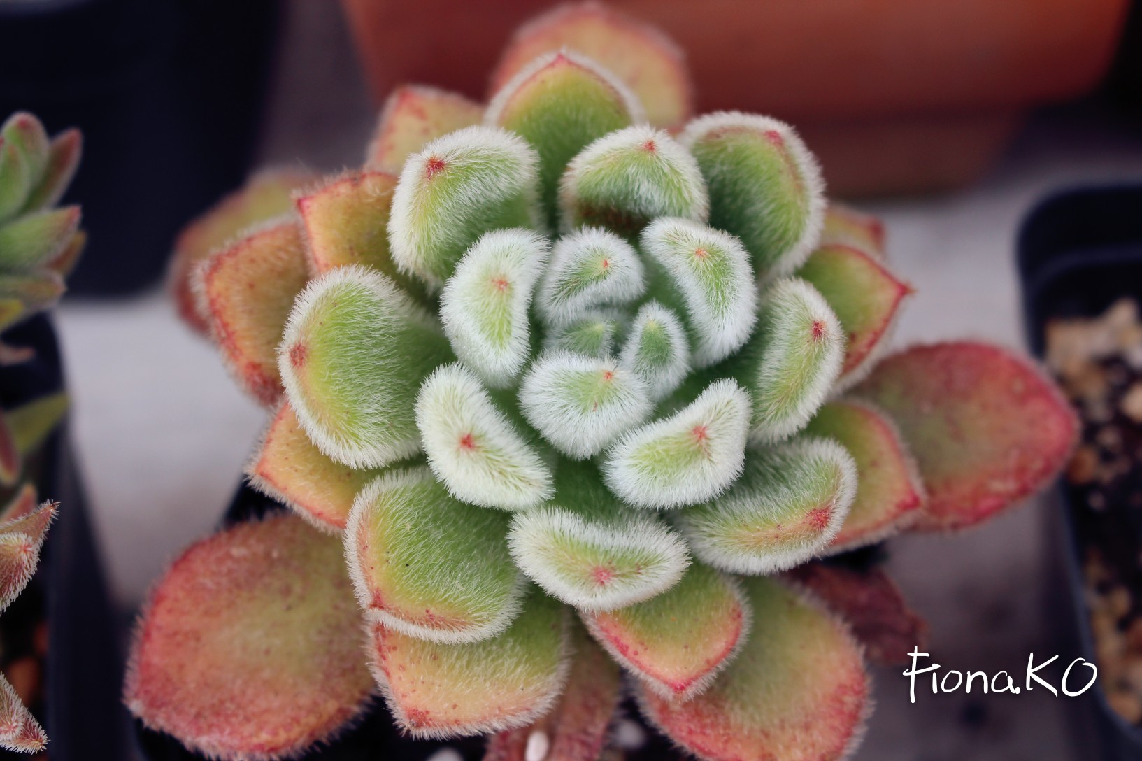 {白闪冠}毛茸茸的,冬日里的全状态(**)/多肉植物/盆栽