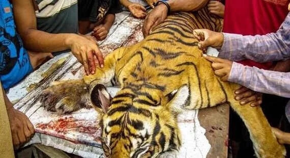 老虎真的好吃吗,不吃老虎就活不下去吗?