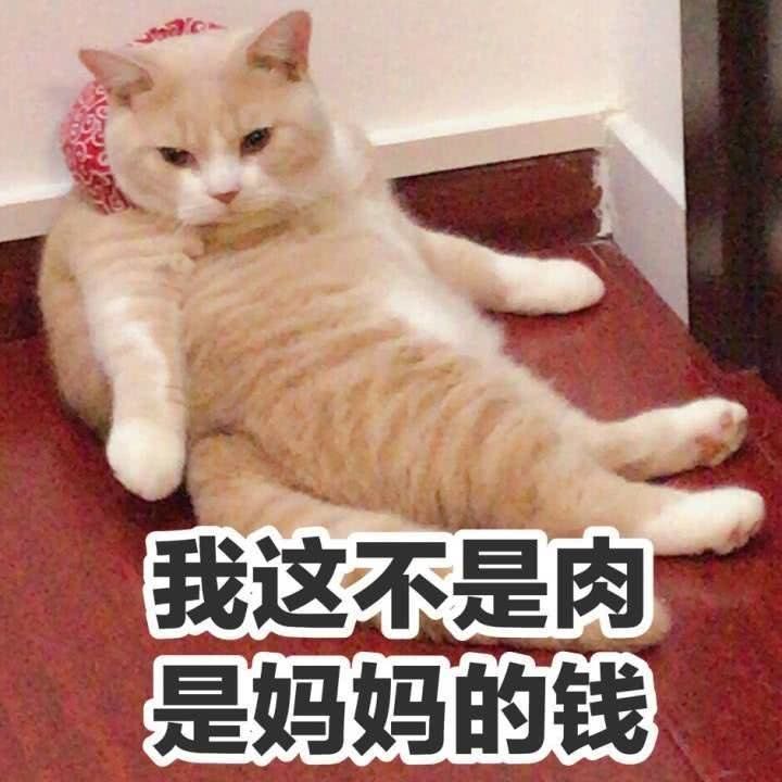 猫咪狗狗老鼠鸭子表情包可爱蠢萌套路小表情大表情打电话表情包小猪