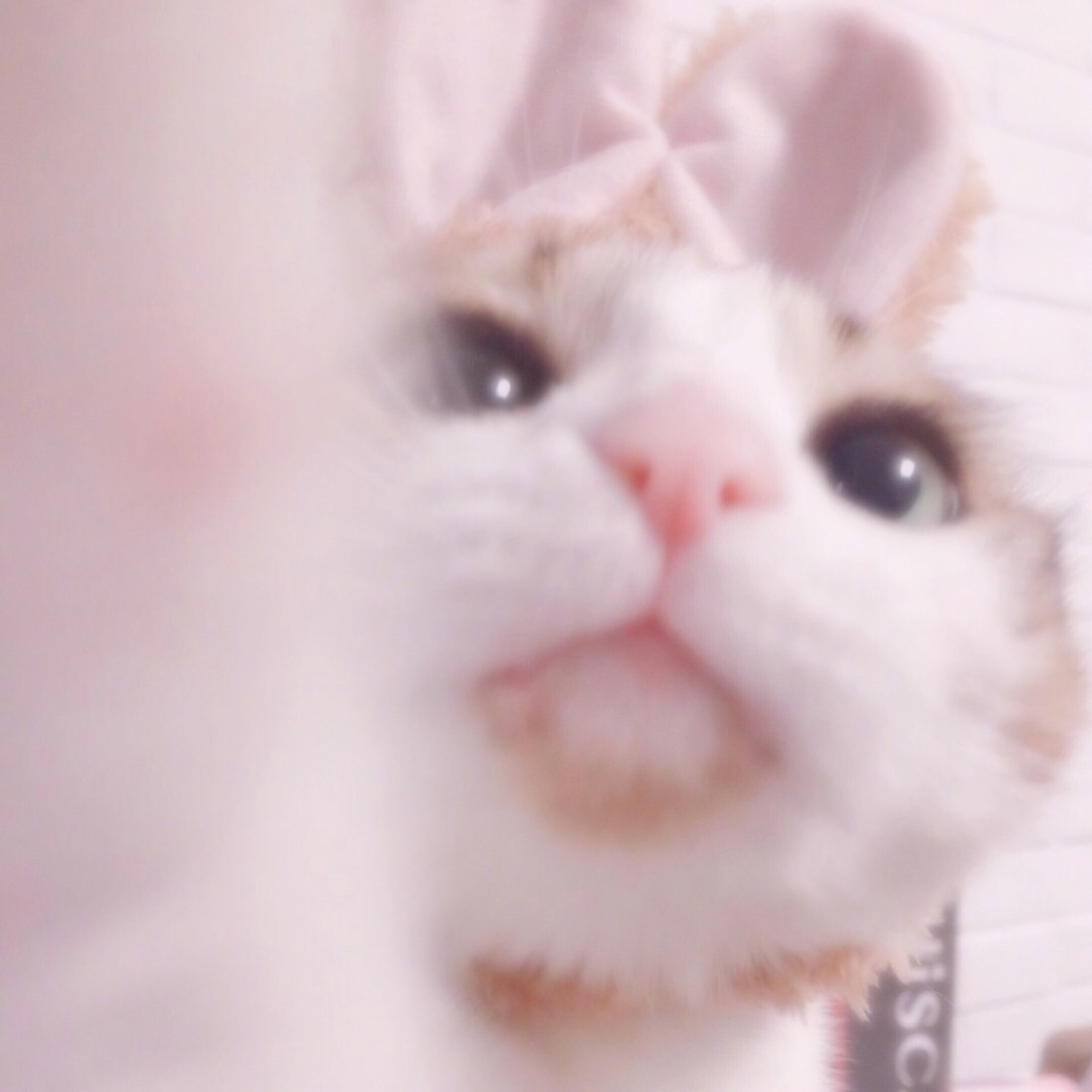 猫咪超可爱小清新空调被软妹必价格质量 哪个牌子比较