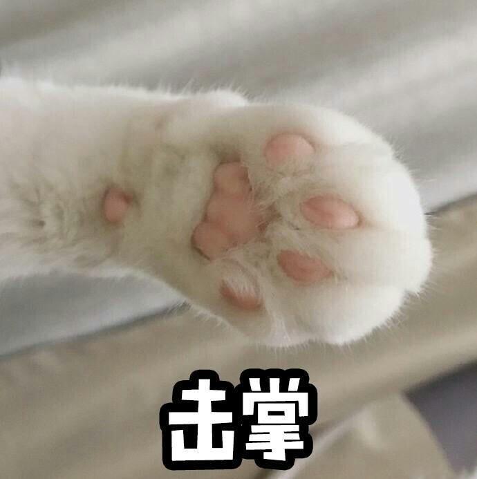 可爱喵喵表情包