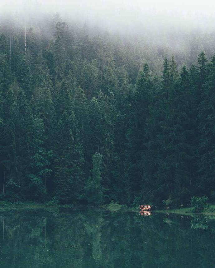 迷雾森林