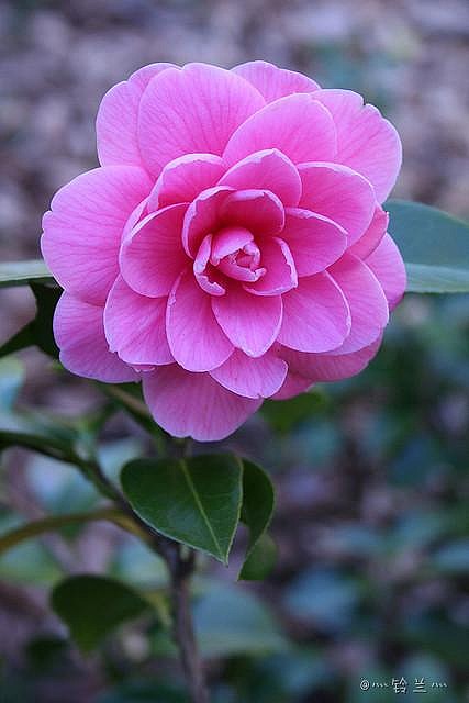 山茶花