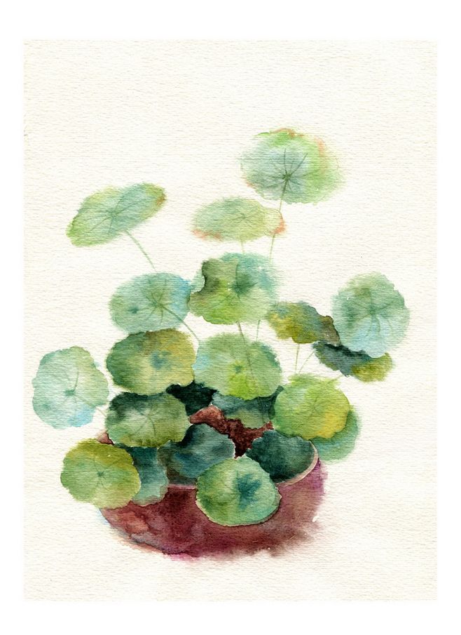 铜钱草(湿画法)