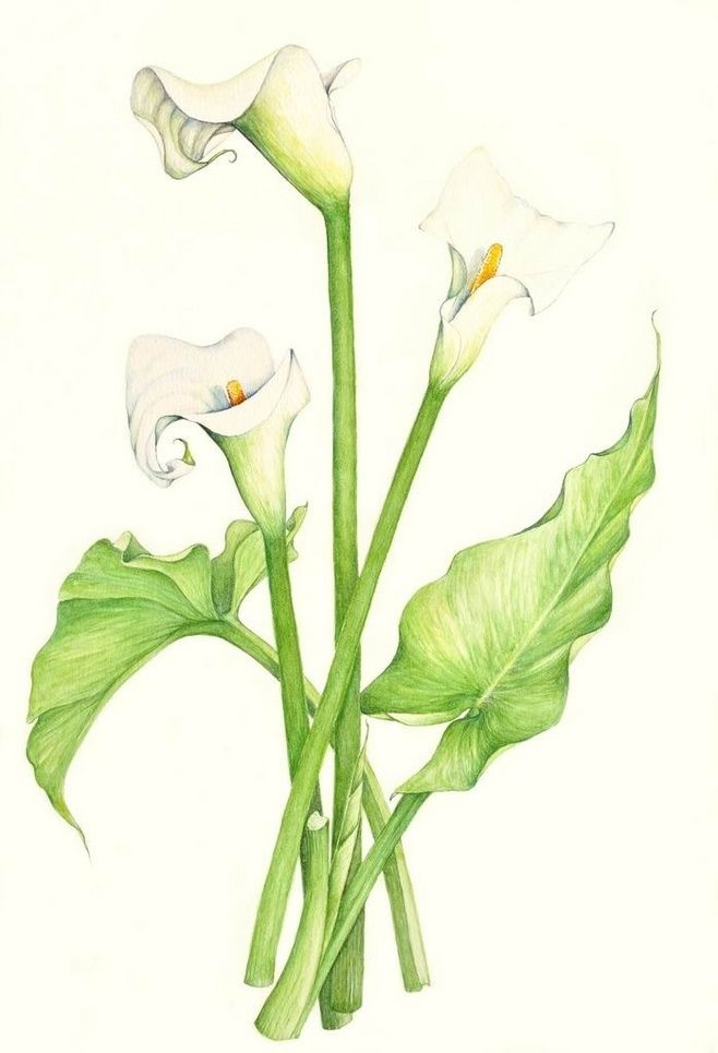 马蹄莲 