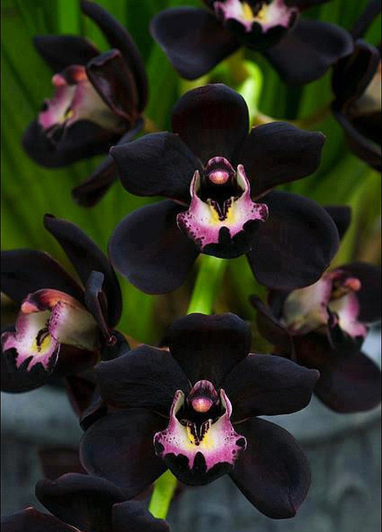 黑色花朵的花