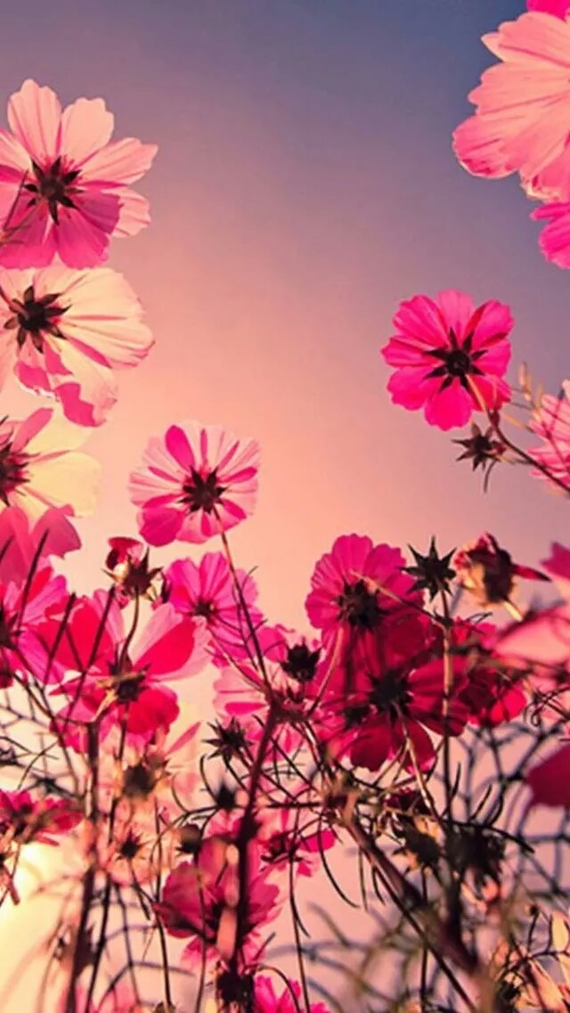 花壁纸 