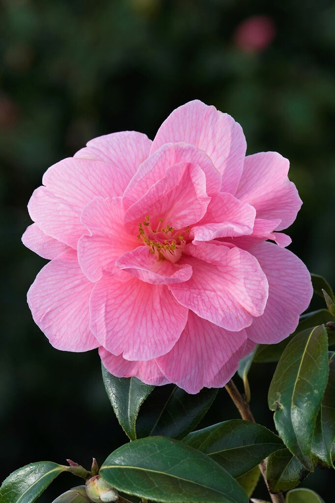 微距   鲜花   山茶花