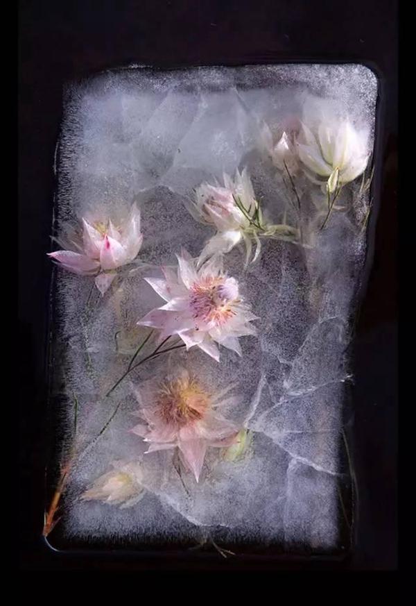 艺术家tharien smith合作了一个摄影项目,他们把鲜花放入水中冰封起来