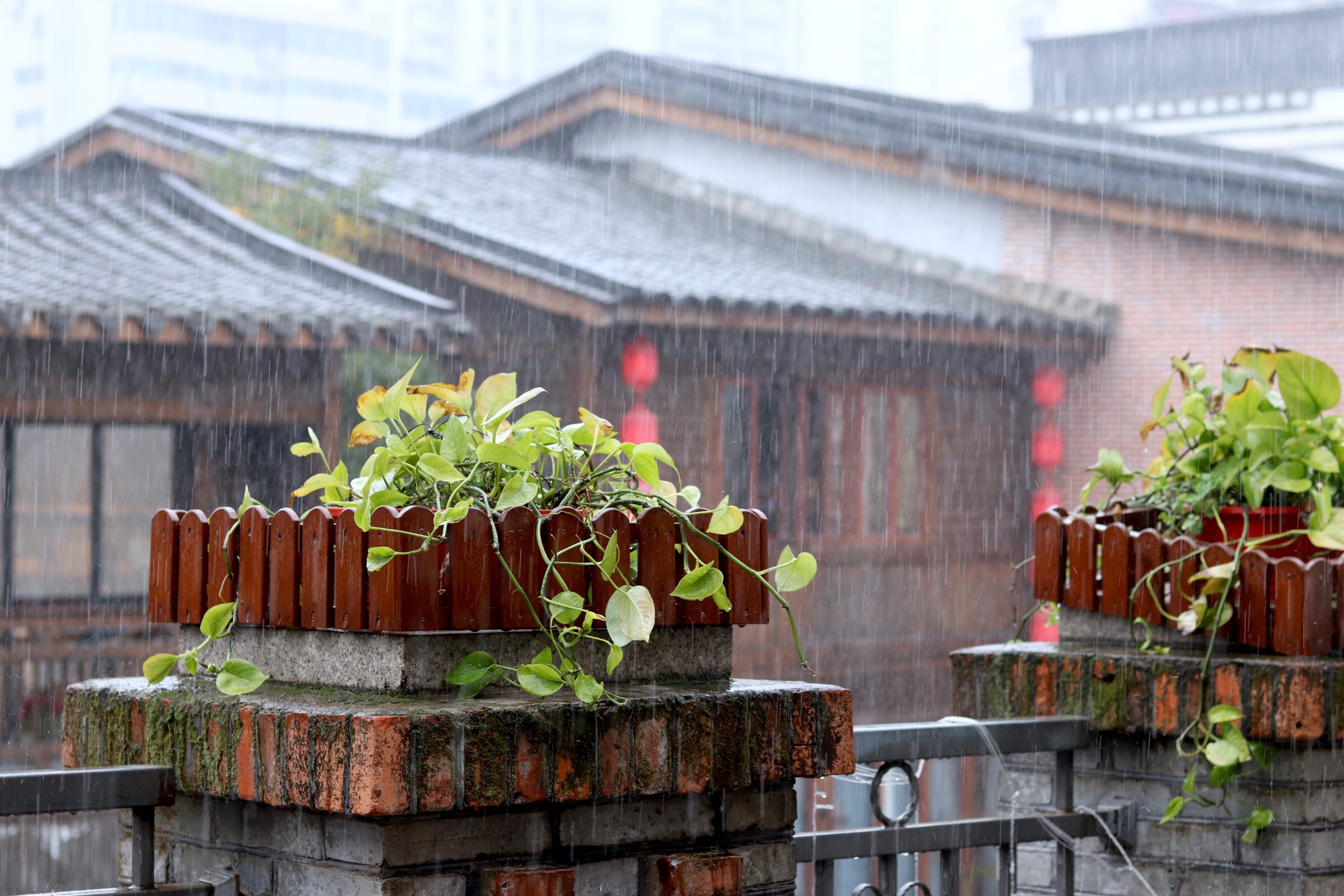 春雨