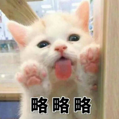 猫咪日常表情包