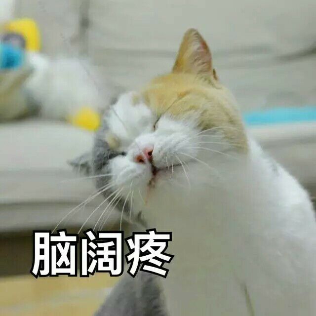 猫咪棉袄脑阔疼搞笑图漫画穿表情图片
