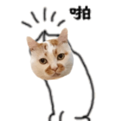 猫咪楼楼