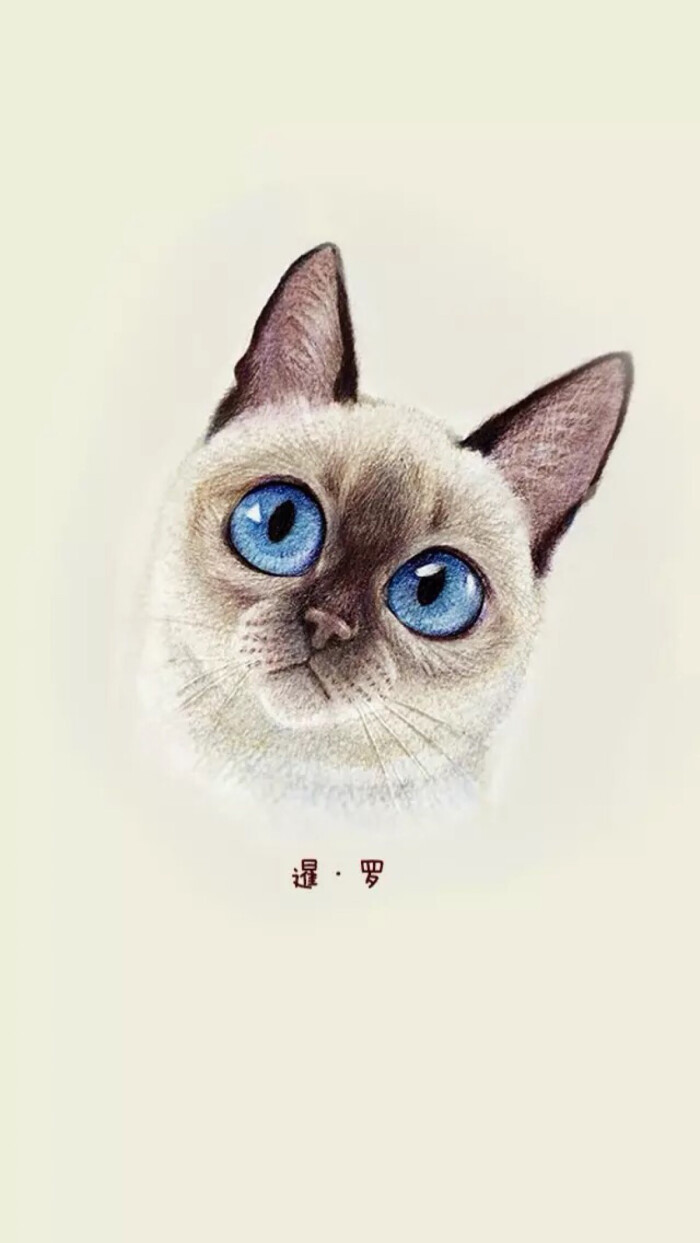 暹罗猫 