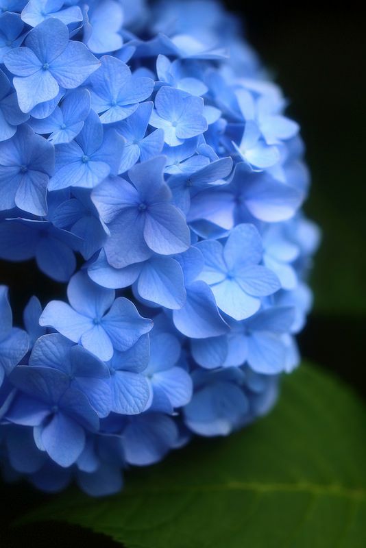 绣球花 