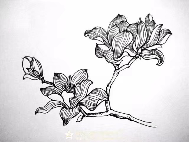黑白花朵