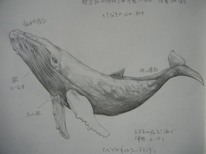 鲸鱼素描图片大全图片