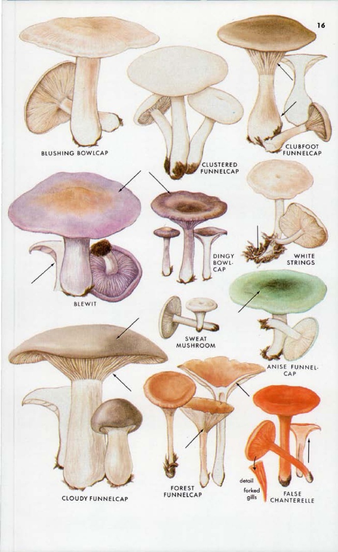 蘑蘑菇隐藏特性图片
