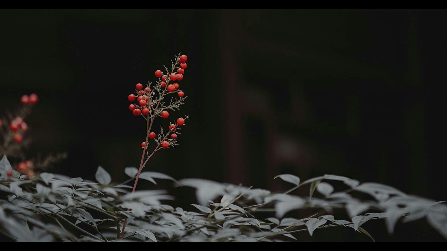 摄影 意境 壁纸 古风 图片来自微博