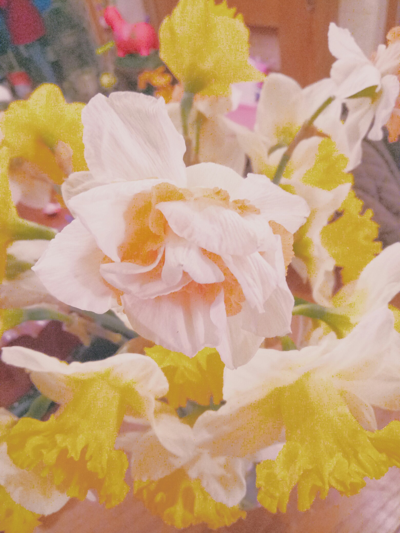 水仙花 壁纸 凌波仙子 植物 彩色水仙花爱花使者